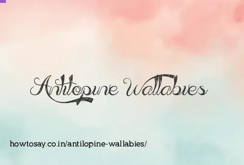 Antilopine Wallabies