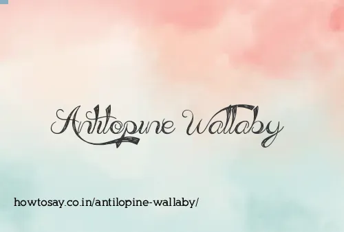 Antilopine Wallaby