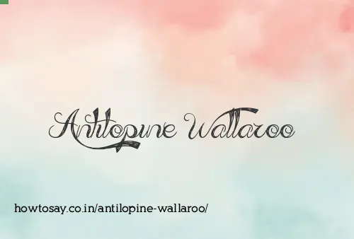 Antilopine Wallaroo