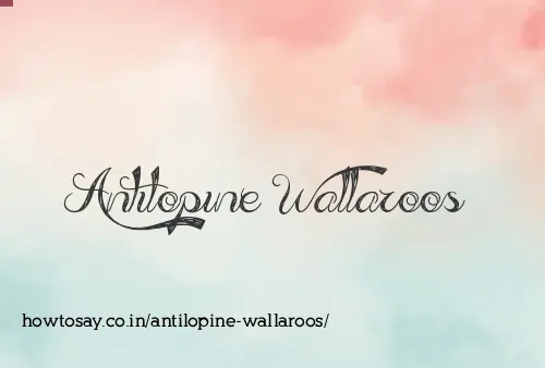 Antilopine Wallaroos