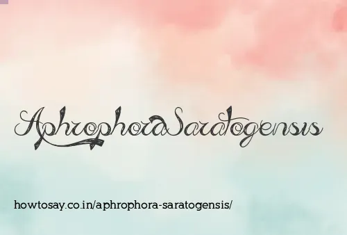 Aphrophora Saratogensis