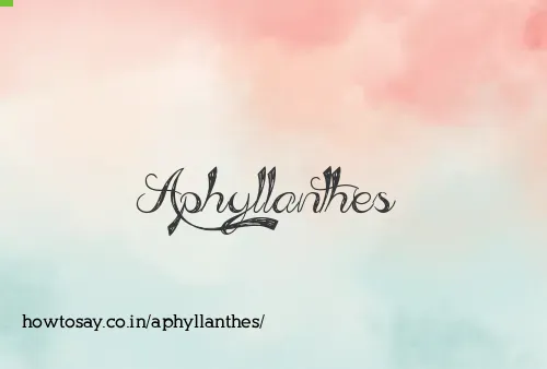 Aphyllanthes
