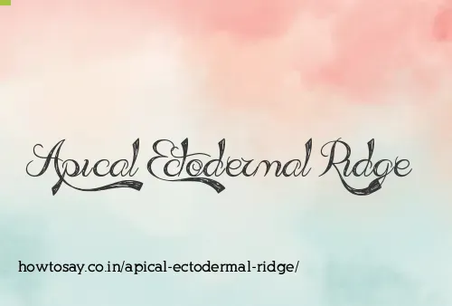 Apical Ectodermal Ridge