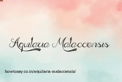 Aquilaria Malaccensis