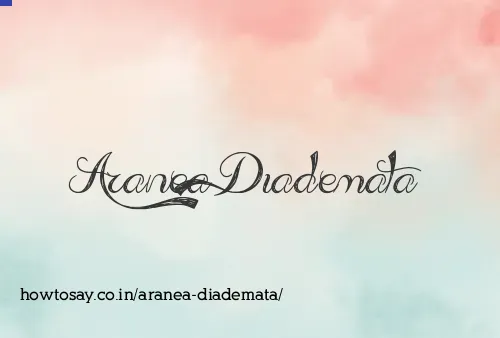 Aranea Diademata