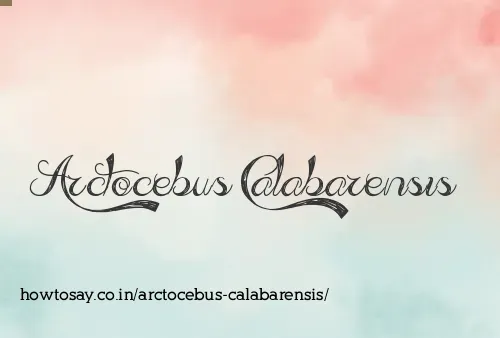 Arctocebus Calabarensis