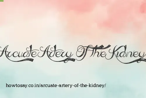 Arcuate Artery Of The Kidney