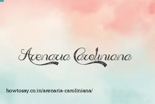 Arenaria Caroliniana