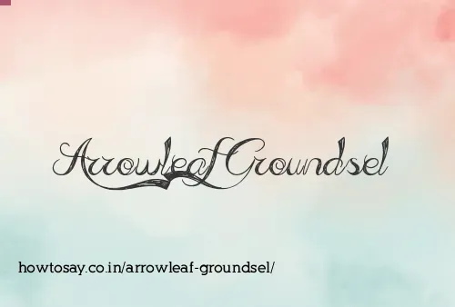 Arrowleaf Groundsel