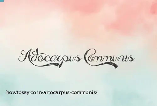 Artocarpus Communis