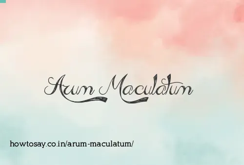 Arum Maculatum