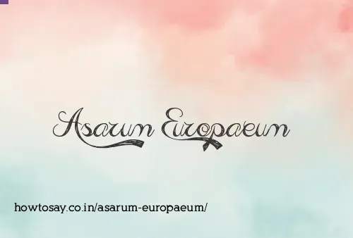 Asarum Europaeum