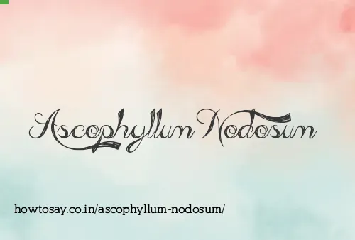 Ascophyllum Nodosum