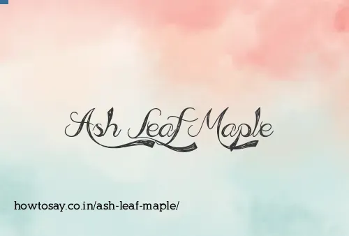 Ash Leaf Maple