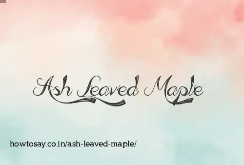 Ash Leaved Maple