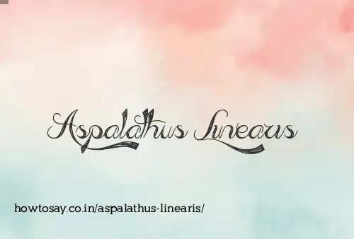 Aspalathus Linearis