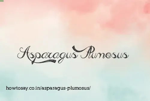 Asparagus Plumosus