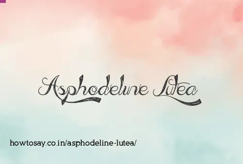 Asphodeline Lutea