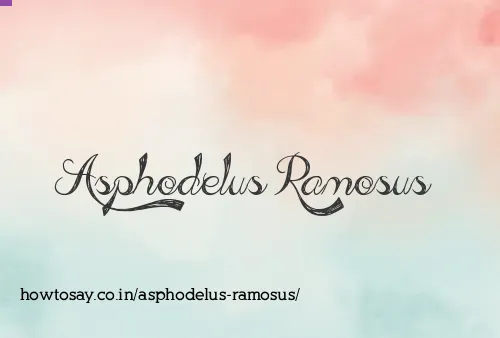 Asphodelus Ramosus