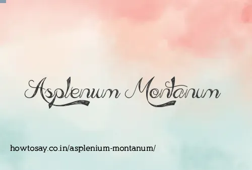 Asplenium Montanum