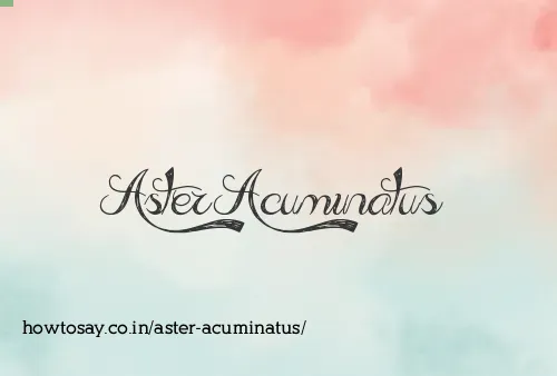 Aster Acuminatus