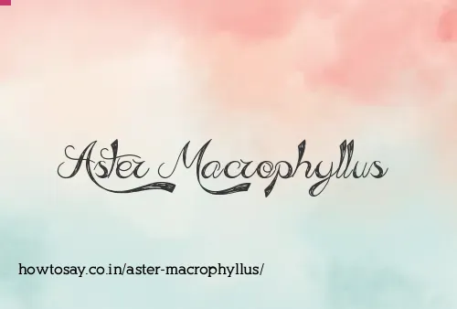 Aster Macrophyllus
