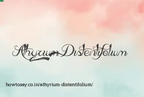 Athyrium Distentifolium