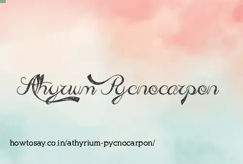 Athyrium Pycnocarpon