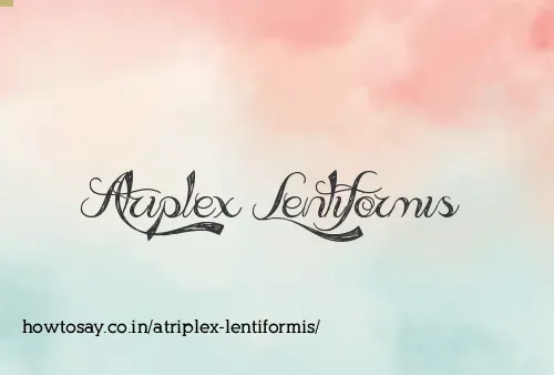 Atriplex Lentiformis