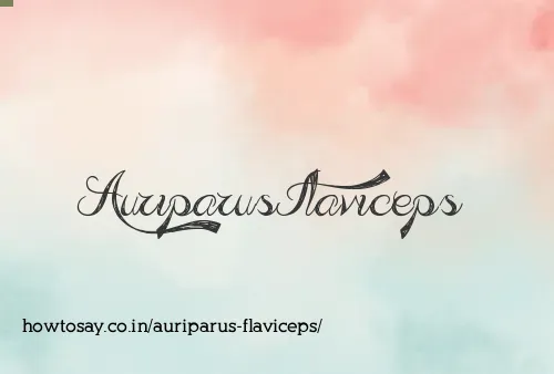 Auriparus Flaviceps