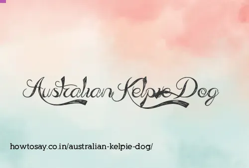 Australian Kelpie Dog
