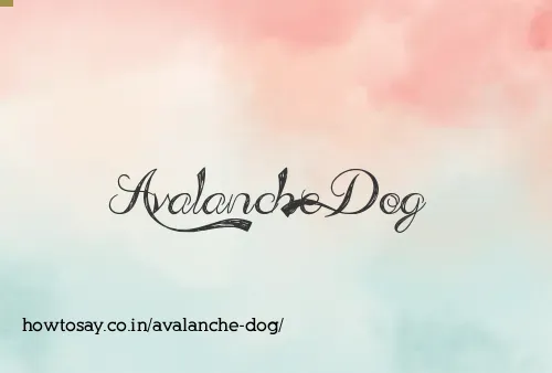 Avalanche Dog