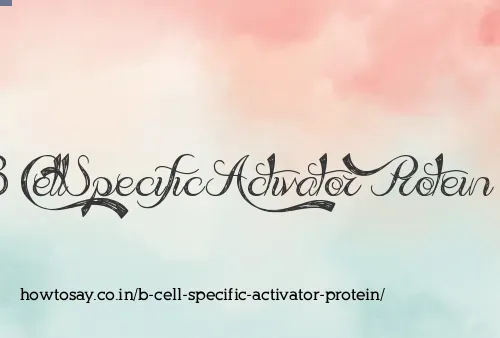 B Cell Specific Activator Protein