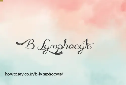 B Lymphocyte