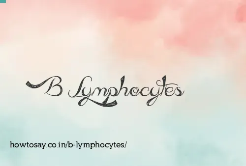 B Lymphocytes