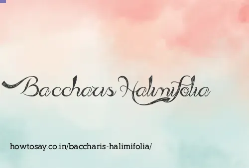 Baccharis Halimifolia