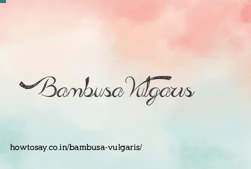 Bambusa Vulgaris