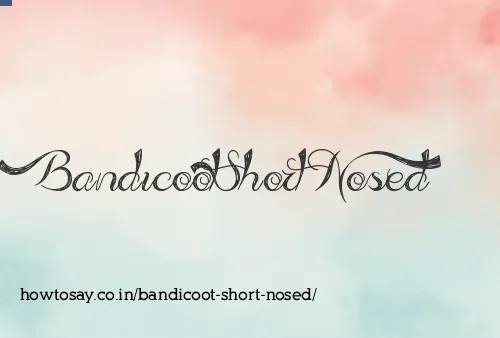 Bandicoot Short Nosed