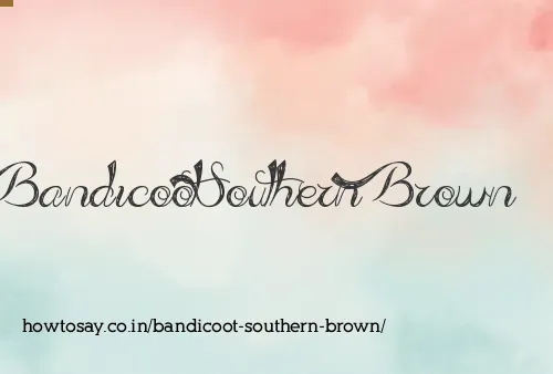 Bandicoot Southern Brown