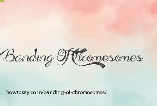 Banding Of Chromosomes