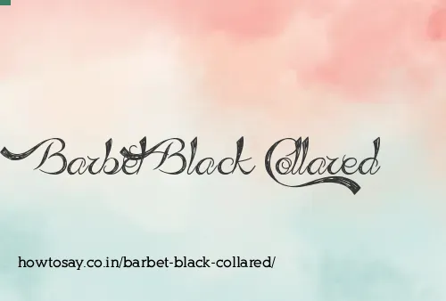 Barbet Black Collared