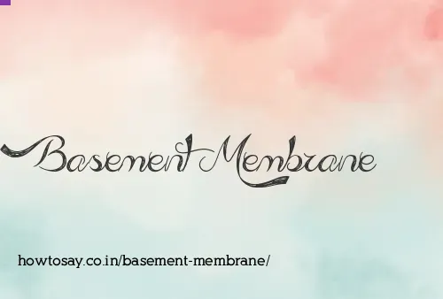 Basement Membrane