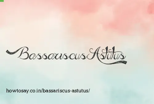 Bassariscus Astutus