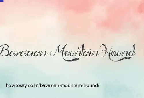 Bavarian Mountain Hound