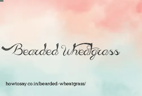 Bearded Wheatgrass