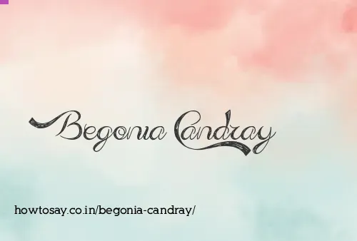 Begonia Candray