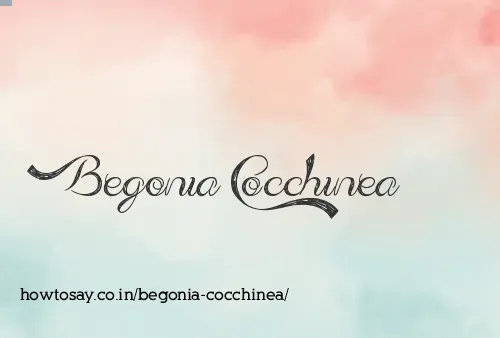 Begonia Cocchinea
