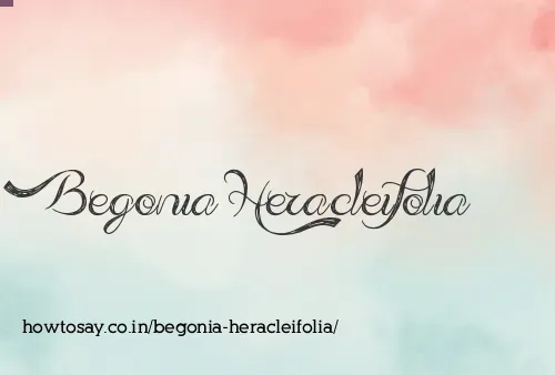 Begonia Heracleifolia