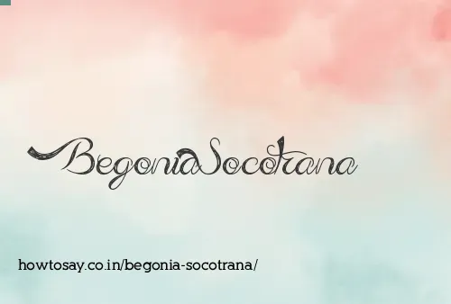 Begonia Socotrana
