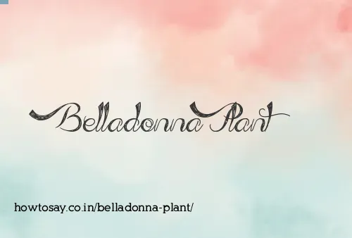 Belladonna Plant